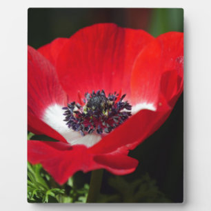 Red Anemone.JPG Fotoplatte