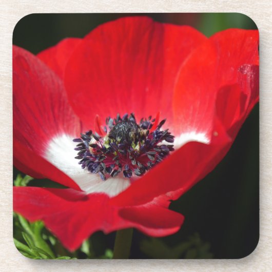 Red Anemone.JPG Getränkeuntersetzer (Vorderseite)