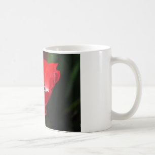 Red Anemone.JPG Kaffeetasse