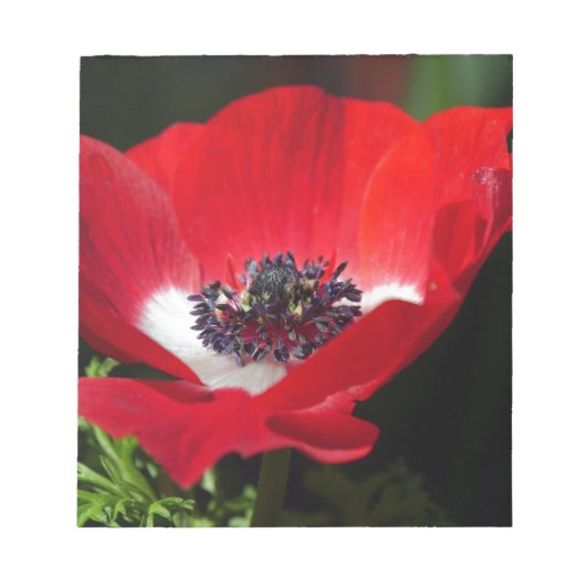 Red Anemone.JPG Notizblock (Vorderseite)