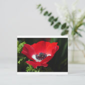 Red Anemone.JPG Postkarte (Stehend Vorderseite)
