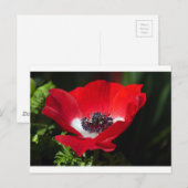 Red Anemone.JPG Postkarte (Vorne/Hinten)