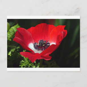 Red Anemone.JPG Postkarte