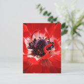 Red Anemone Postkarte (Stehend Vorderseite)