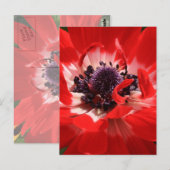Red Anemone Postkarte (Vorne/Hinten)