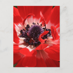 Red Anemone Postkarte