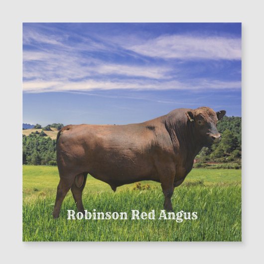 Red Angus Bull  Magnetkarte (Vorderseite)