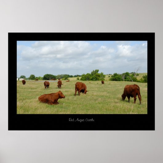 Red Angus Cattle Poster Print (Vorne)