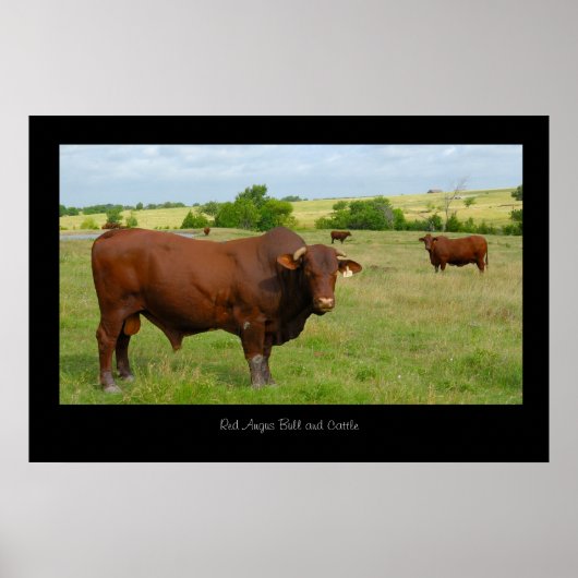 Red Angus Cattle Poster Print (Vorne)