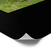 Red Angus Cattle Poster Print (Ecke)