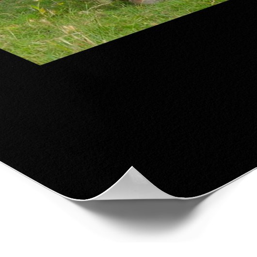 Red Angus Cattle Poster Print (Ecke)