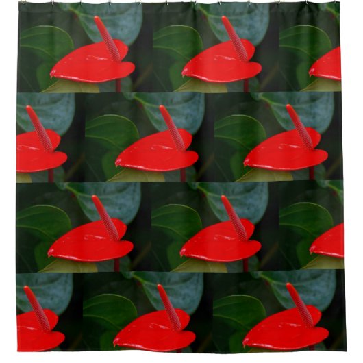 Red Anthruim Blume Duschvorhang (Vorderseite)