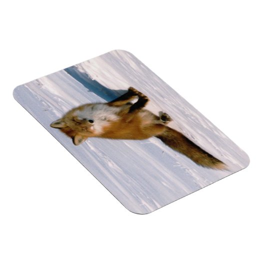 Red Arctic Winter Fox Kühlschrank flexibel Magnet (Rechte Seite)