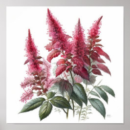 Red Astilbe Blumen Art Print Poster