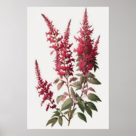 Red Astilbe Blumen Art Print Poster