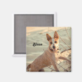 Red Australian Cattle Dog - Heeler - im Schnee Magnet (Vorderseite/Rückseite)