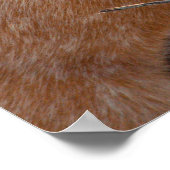 Red Australian Cattle Dog - Heeler - im Schnee Poster (Ecke)