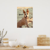 Red Australian Cattle Dog - Heeler - im Schnee Poster (Küche)