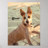 Red Australian Cattle Dog - Heeler - im Schnee Poster (Vorne)