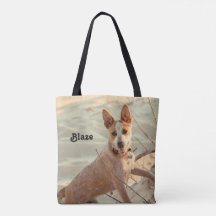 Red Australian Cattle Dog - Heeler - im Schnee