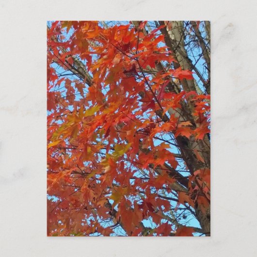 Red Autumn Leaves Postkarte (Vorderseite)