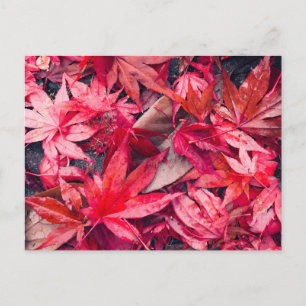 Red Autumn Leaves Postkarte