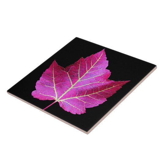 Red Autumn Maple Leaf on Black Background Fliese (Seite)