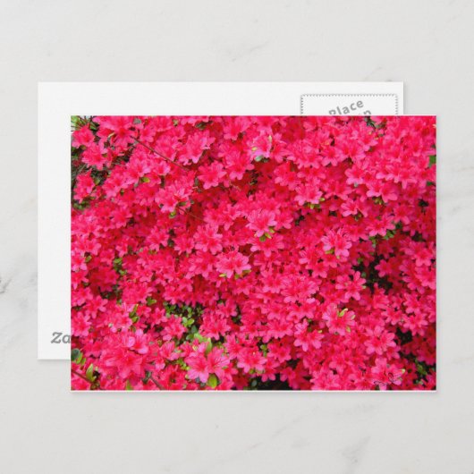 Red Azalea Blume Patch Postkarte (Vorne/Hinten)
