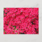 Red Azalea Blume Patch Postkarte (Vorderseite)