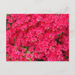 Red Azalea Blume Patch Postkarte