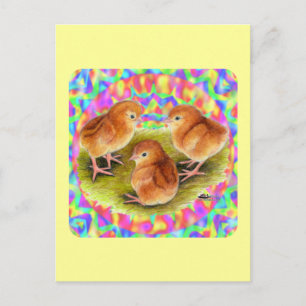 Red Baby Chicks Postkarte