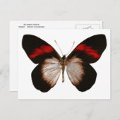 Red Banded Pereute - Anpassbar Postkarte (Vorne/Hinten)