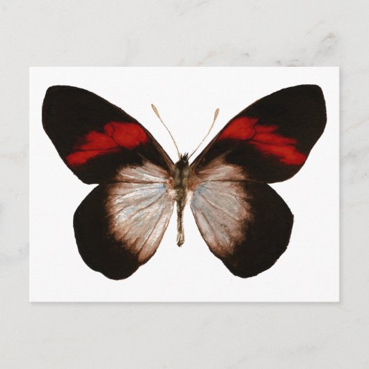 Red Banded Pereute - Anpassbar Postkarte (Vorderseite)