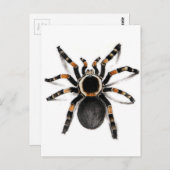 Red Banded Tarantula Spider Postkarte (Vorne/Hinten)