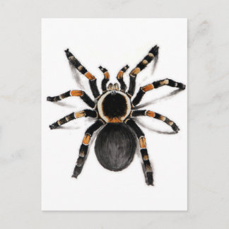 Red Banded Tarantula Spider Postkarte