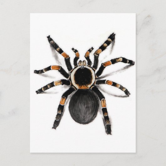 Red Banded Tarantula Spider Postkarte (Vorderseite)