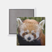 Red Bandit Magnet (Vorderseite/Rückseite)