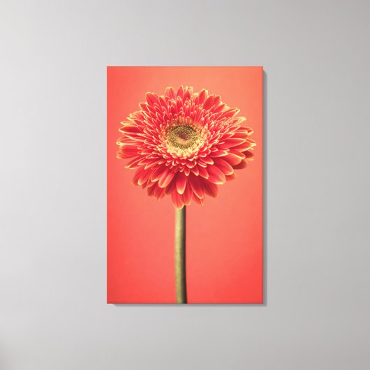 Red Barberton Gerbera Daisy Blume Leinwanddruck (Vorderseite)