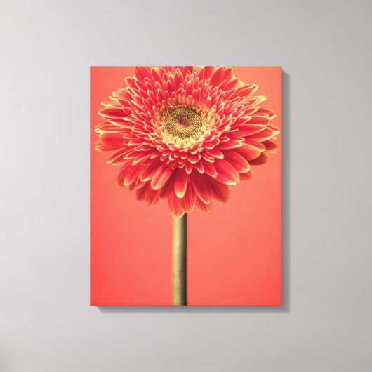 Red Barberton Gerbera Daisy Blume Leinwanddruck (Vorderseite)