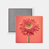 Red Barberton Gerbera Daisy Blume Magnet (Vorderseite/Rückseite)