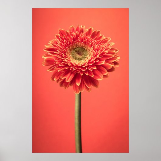 Red Barberton Gerbera Daisy Blume Poster (Vorne)