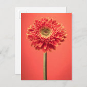 Red Barberton Gerbera Daisy Blume Postkarte (Vorne/Hinten)