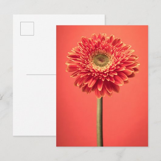 Red Barberton Gerbera Daisy Blume Postkarte (Vorne/Hinten)