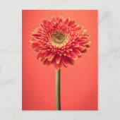Red Barberton Gerbera Daisy Blume Postkarte (Vorderseite)