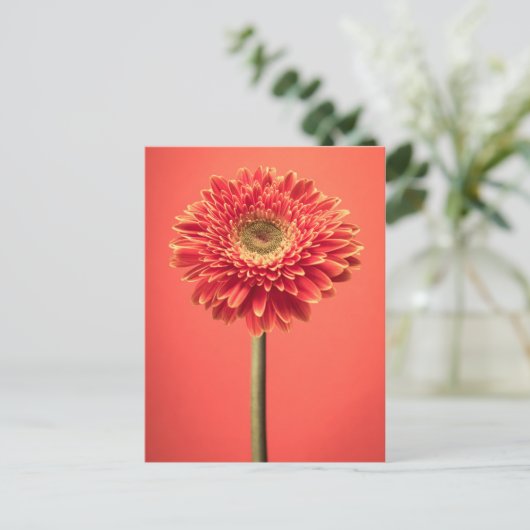 Red Barberton Gerbera Daisy Blume Postkarte (Stehend Vorderseite)