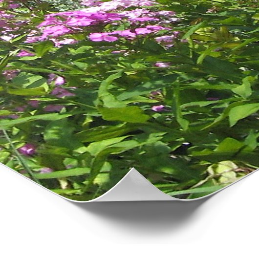 Red Barn Poster (Ecke)