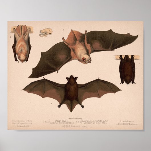 Red Bat, Little Brown Bat | Louis Prang & Co. Poster (Vorne)