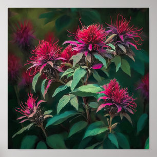 Red Bee Balm Blume Art Print Poster