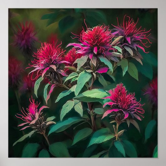 Red Bee Balm Blume Art Print Poster (Vorne)