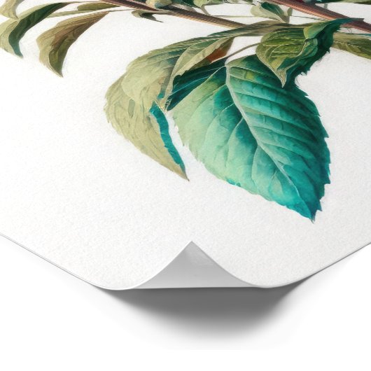 Red Bee Balm Blume Art Print Poster (Ecke)